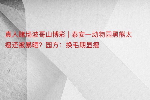 真人赌场波哥山博彩 | 泰安一动物园黑熊太瘦还被暴晒？园方：换毛期显瘦